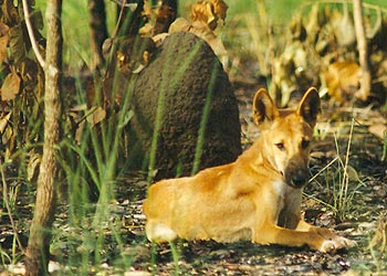 Dingo