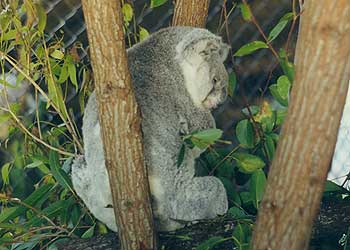 Koala