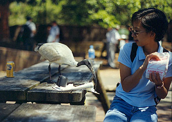 Sydney Zoo