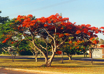 roter Baum