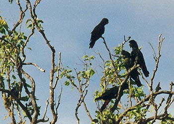 schwarze Papageien